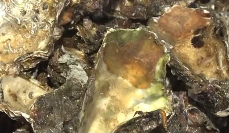 日本多地传出牡蛎「整排张壳而死」、壳内空空如也的异常景象。（撷取自社群平台Ｘ）