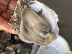 广岛牡蛎整排张壳暴毙！死亡率飙9成 背后真相曝光