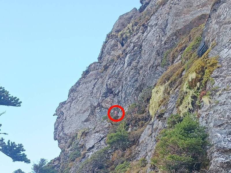 玉山南部园区关山路线，近日有女山友（红圈处）脱队独行，并离奇走上「山羊路」卡在峭壁，最后受困对外求援。（玉管处提供）