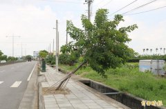 台风还没来 云林高铁联外道路行道树倒一片