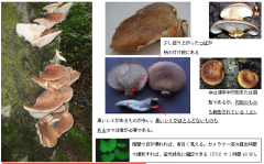 别太相信AI!日老翁以AI判断野菇可食用 结果中毒送医