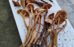 形似金针菇！贵州村民误食毒菇 3人身亡