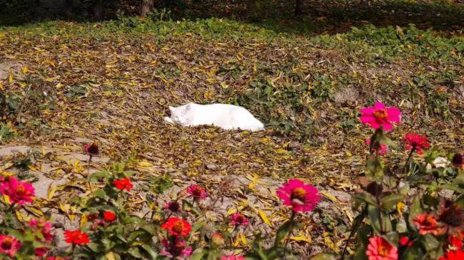 在中国,旅游业就是个“夜壶” 在中国,旅游业就是个“夜壶”