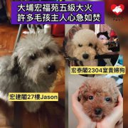 宏福苑大火 居民爱猫被困36小时拒绝放弃希望求援