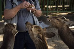 中客减少奈良鹿会饿死？ 他神反问「这句话」7千人笑翻