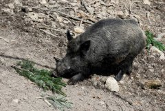 南韩釜山公寓惊见百公斤野猪 袭击住户和保全2伤