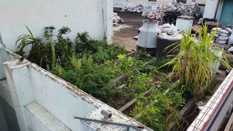 台中地检署指挥宪兵指挥部等单位，查获台湾首例栽种第二级毒品罂粟花及制造第一级毒品吗啡。（记者陆运锋翻摄）