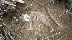 虐杀5猫一审重判9年2月 恶男上诉硬拗「施用毒品才会冲动」