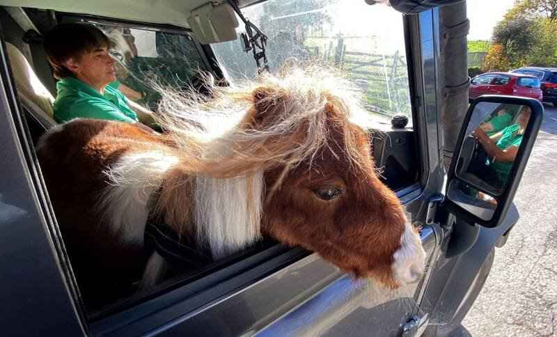 普姆可平时也很乐意到农场帮忙牠的主人魏德曼。（路透）