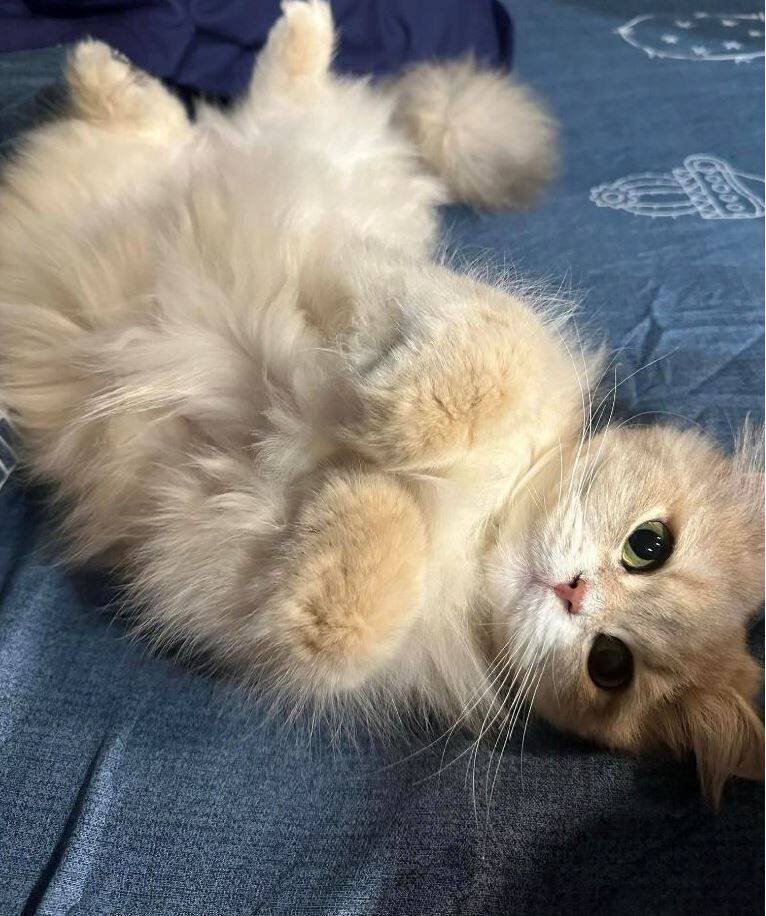 男子走私的品种猫。（行政执行署嘉义分署提供）