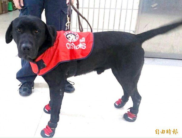 国际邮包运大麻，瞒不过缉毒犬灵鼻。（资料照，记者姚介修摄）