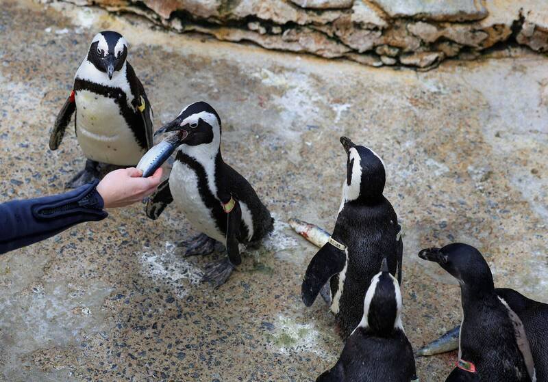 非洲企鹅已在2024年被列为极度濒危物种。（路透）