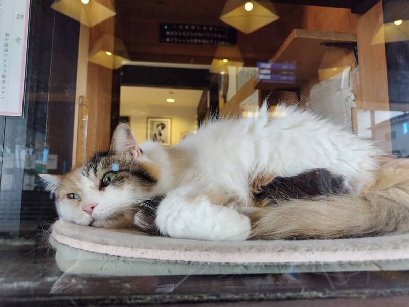 日本和歌山县贵志车站第二代猫站长葬礼，来了500多名粉丝送别。图为第二代猫站长平时镇守车站的模样。（图撷自「@74hima256」X帐号）