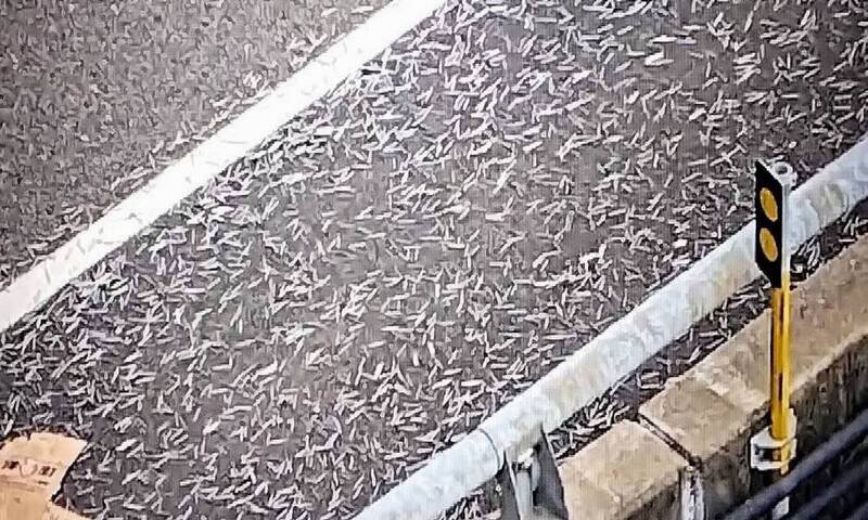 国1彰化系统交流道撒满钉子，6辆车「中弹」。（国道警方提供）