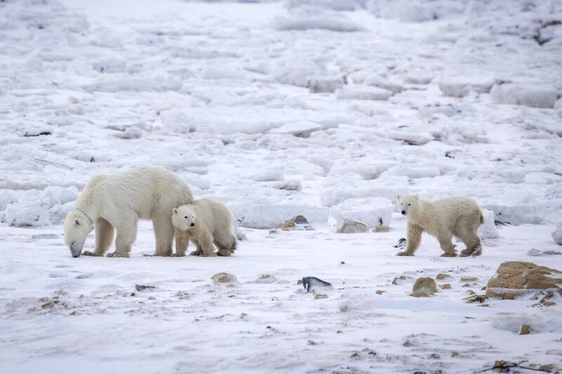 失去妈妈的幼熊被收养后，存活率可望大幅提高。（法新社）