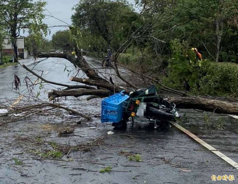 孙姓邮差骑机车行经芬园乡彰南路，被1棵倒塌的黄花风铃木砸死。（记者汤世名摄）