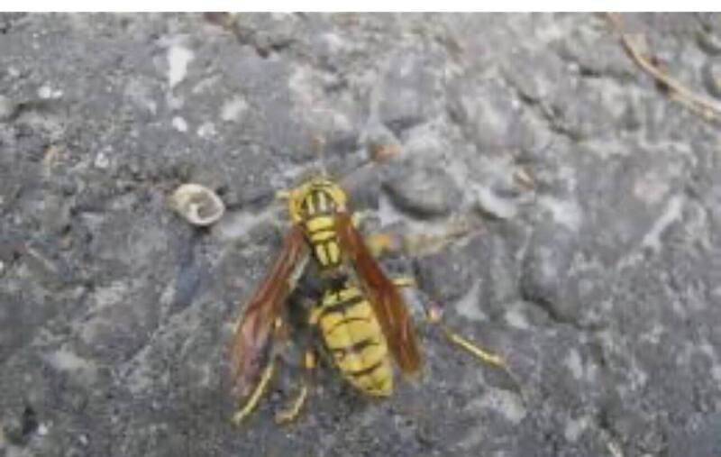 消防救护人员依据胡男儿子描述，疑似为虎头蜂。（消防提供）