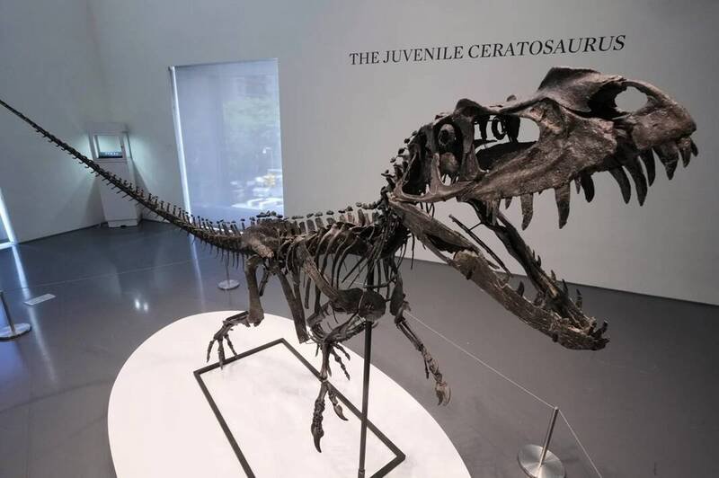 来自侏罗纪晚期的少年角鼻龙(Juvenile Ceratosaurus)骨架,在苏富比拍卖中掀起激烈竞价,最终以3050万美元成交,远超预估售价,成为本场最大焦点。(美联社) 来自侏罗纪晚期的少年角鼻龙(Juvenile Ceratosaurus)骨架,在苏富比拍卖中掀起激烈竞价,最终以3050万美元成交,远超预估售价,成为本场最大焦点。(美联社)