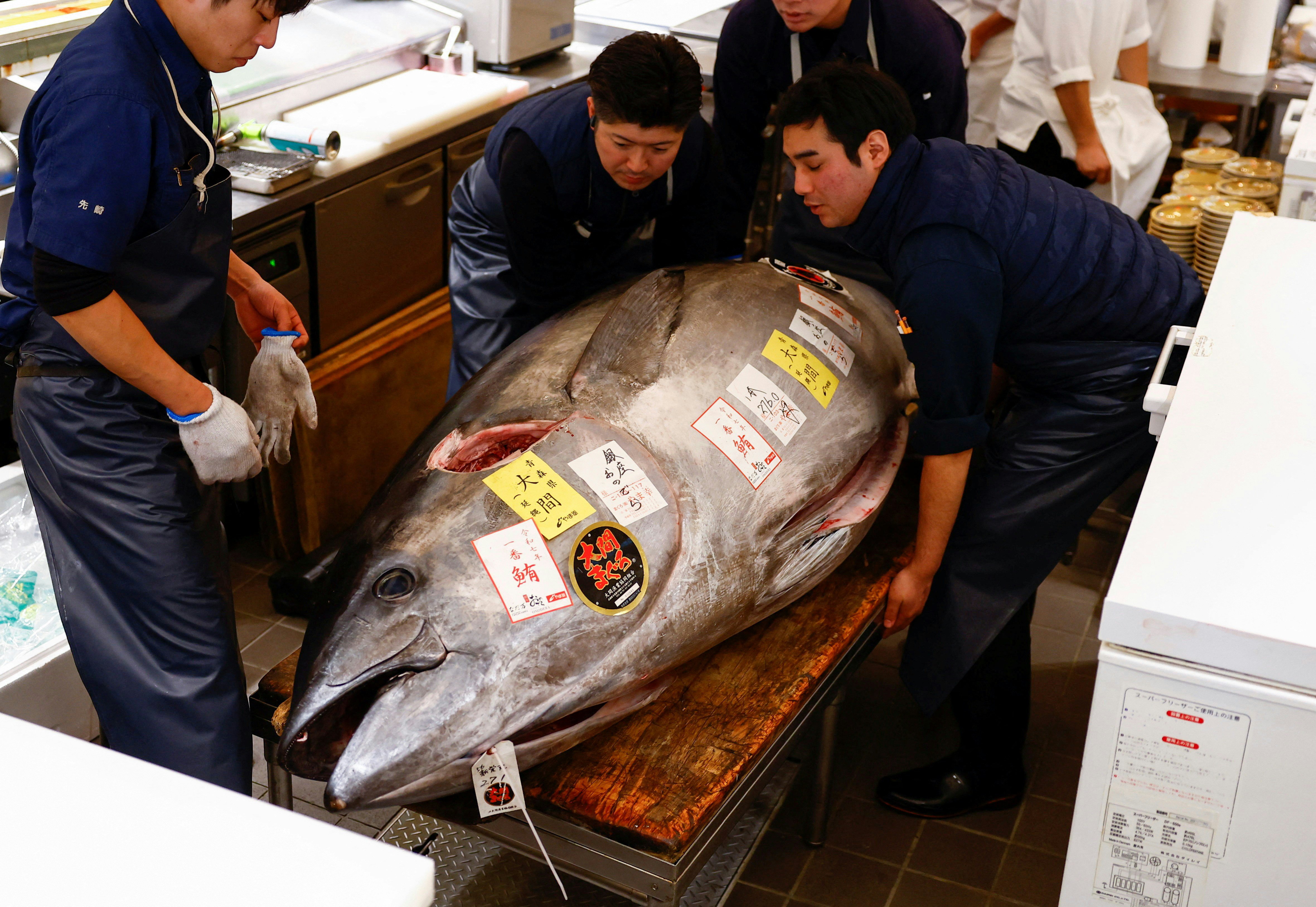 日本東京豐洲市場1月5日舉行每年一度的新年吞拿魚王競標，一條青森縣大間港出產、重276公斤的藍鰭吞拿魚以2.07億日圓成交後，隨即運到市內的小野寺壽司店準備供食客品嚐。（Reuters）