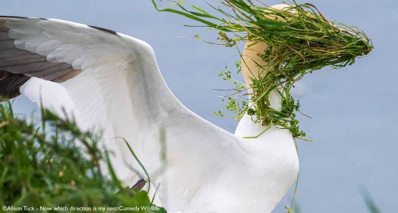 Alison Tuck作品《Now which direction is my nest?》(现在我的巢在什么方向?)。(撷取自Nikon官网) Alison Tuck作品《Now which direction is my nest?》(现在我的巢在什么方向?)。(撷取自Nikon官网)