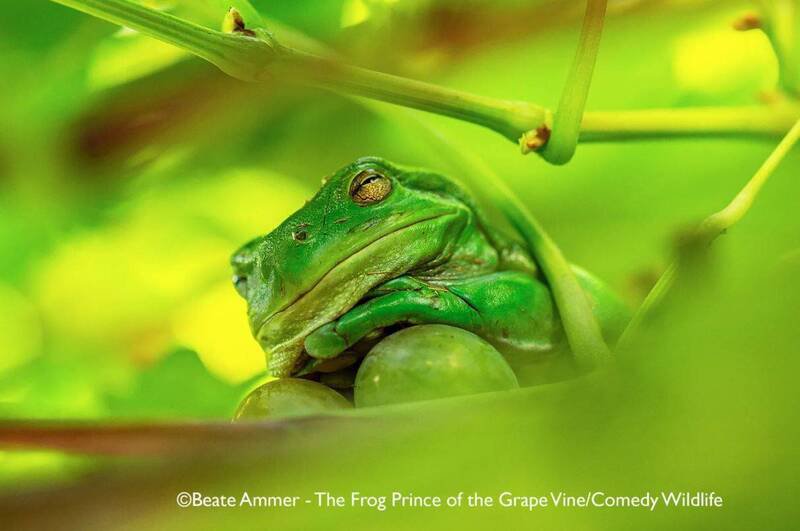 Beate Ammer作品《The Frog Prince of the Grape Vine》(葡萄藤上的青蛙王子)。(撷取自Nikon官网) Beate Ammer作品《The Frog Prince of the Grape Vine》(葡萄藤上的青蛙王子)。(撷取自Nikon官网)