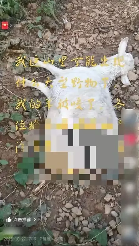 村民家羊疑遭不明野兽袭击,被发现时仅剩前半身