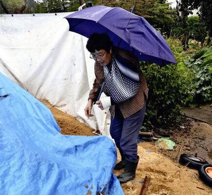 日本妇人分享遇到熊攻击时的自保之道。(图撷取自@livedoornews社群平台「X」) 日本妇人分享遇到熊攻击时的自保之道。(图撷取自@livedoornews社群平台「X」)