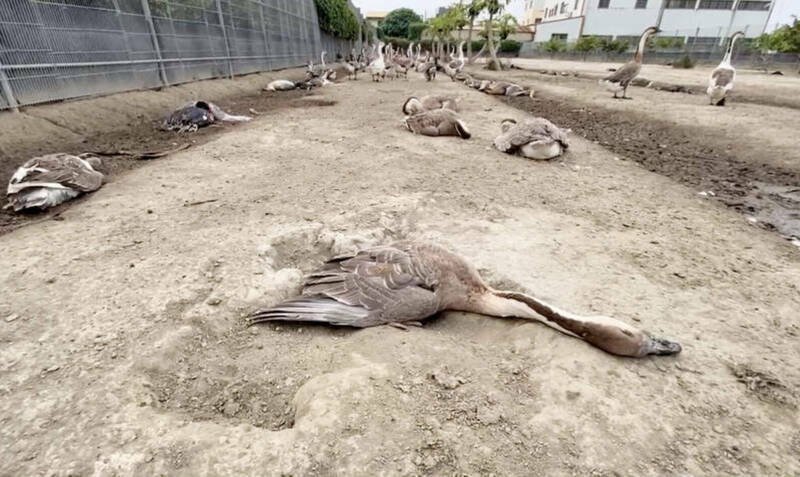 图为北斗鹅场暴毙,饲主带去化验,获得赔偿。(资料照) 图为北斗鹅场暴毙,饲主带去化验,获得赔偿。(资料照)