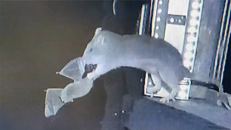 前所未见:老鼠空中拦截!猎捕飞行中的蝙蝠(视频)