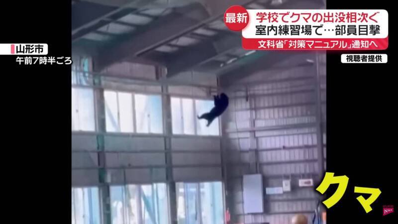 位于山形县山形市的东海大学山形高中,昨日传出校内体育馆被一头亚洲黑熊闯入。(图撷取自「日テレNEWS」YouTube) 位于山形县山形市的东海大学山形高中,昨日传出校内体育馆被一头亚洲黑熊闯入。(图撷取自「日テレNEWS」YouTube)