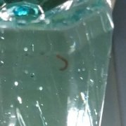 「红线虫」入侵 ！女住户喝未煮沸自来水命危 管委会有疏失判赔36万