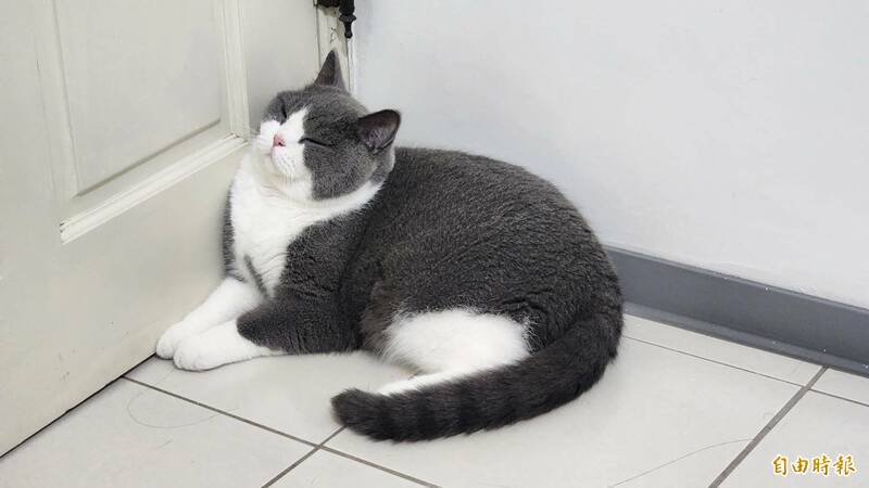 林姓男子喂养社区流浪猫被邻居误以为他在下毒，遭邻居拿砖头打爆头。示意图。（资料照）