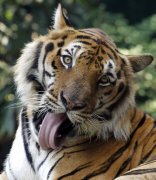 清迈72虎集体暴毙!官方定调「犬瘟热」 第一线兽医曝恐怖内幕