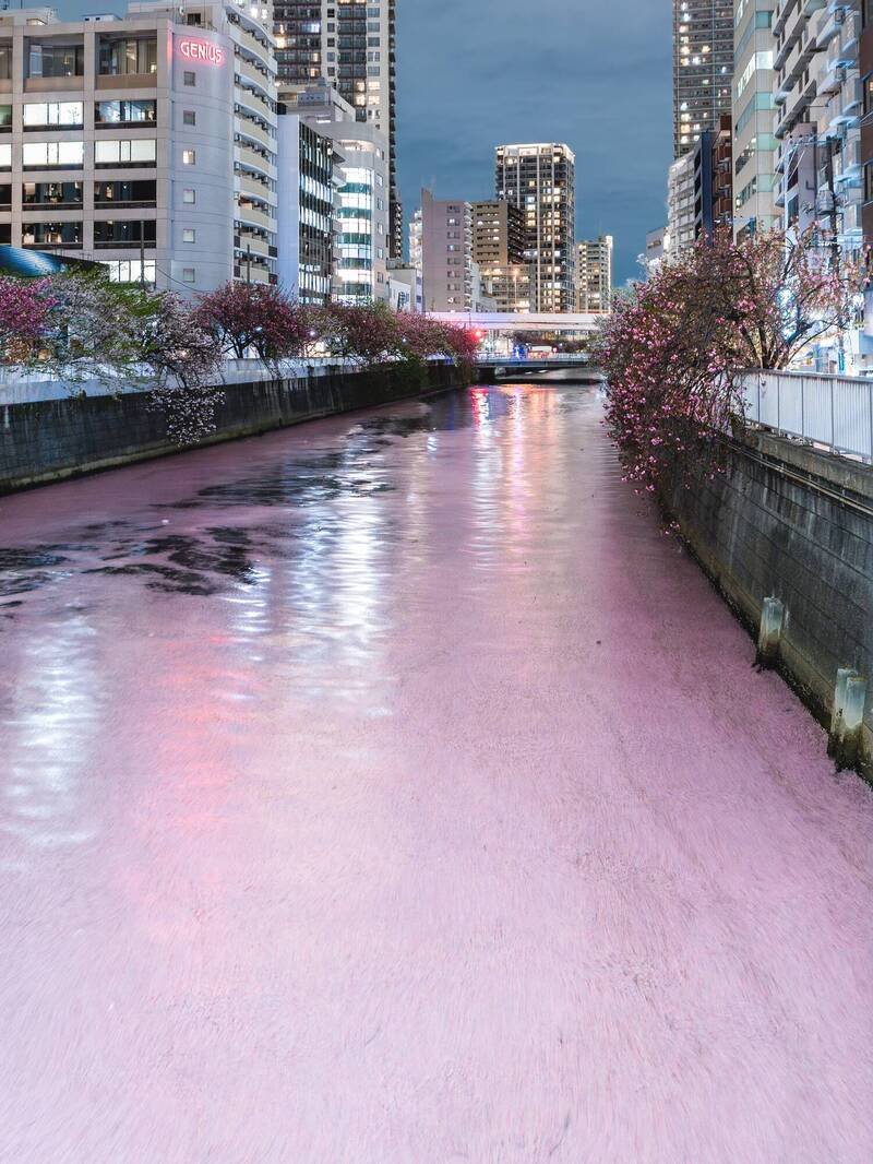有网友分享，散落在目黑川上的樱花花瓣，将目黑川染成粉红色「樱川」。（图撷取自@3m1ek社群平台「X」）