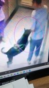 爱犬咬伤住户 饲主不认罪法官不给缓刑