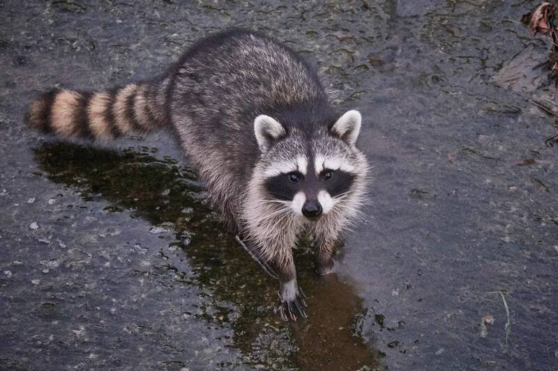 青森县弘前市政府人员到场，发现民众看到的其实是一只「浣熊」。（图撷取自@nara_np 社群平台「X」）