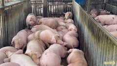 二审逆转无罪！合伙养猪擅自出售猪只涉业务侵占罪 法官见解大不同